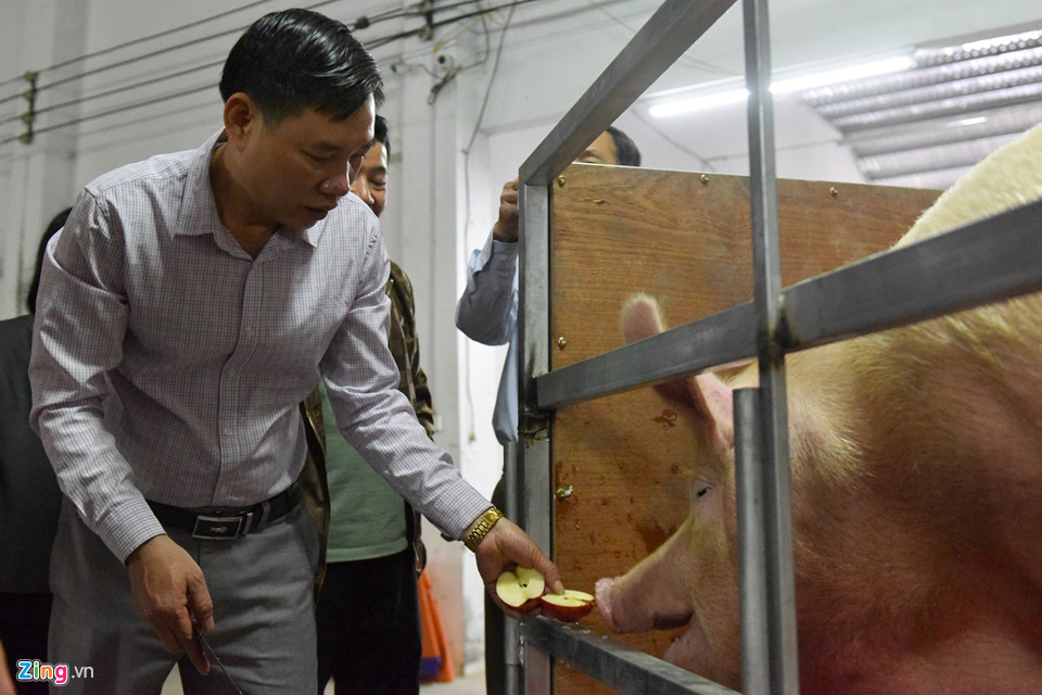 Ông lợn ngày ăn hoa quả, đêm ngủ mắc màn ở hội rước La Phù